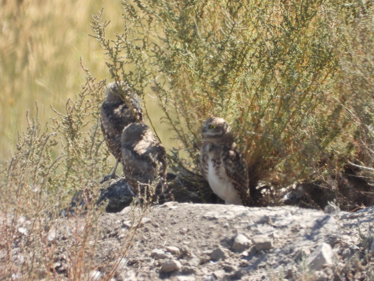 Burrowing Owl - ML608902984