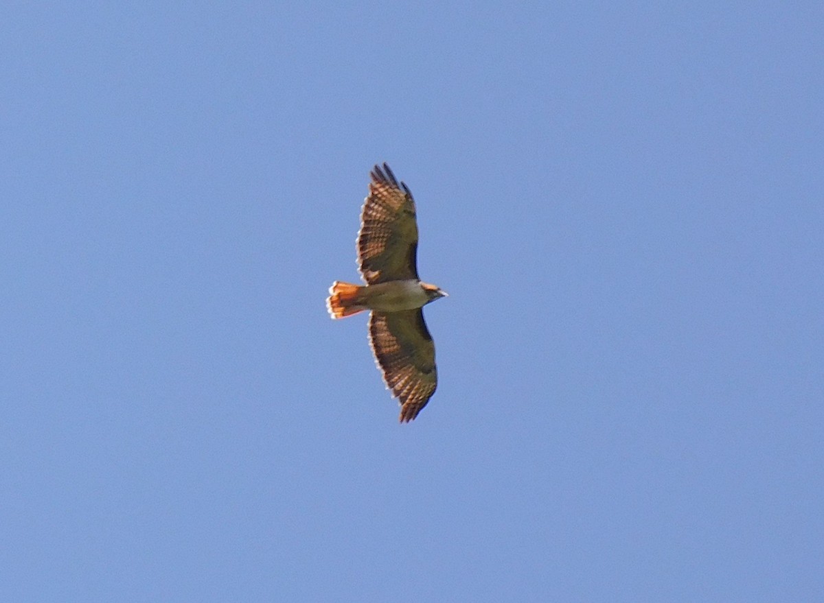 Red-tailed Hawk - Luis Manuel Gómez