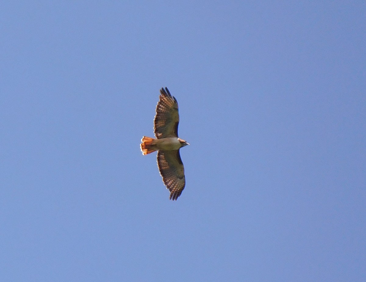 Red-tailed Hawk - Luis Manuel Gómez