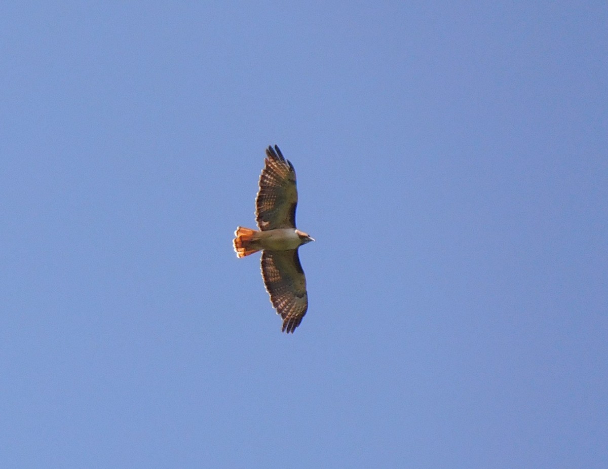 Red-tailed Hawk - ML608903028