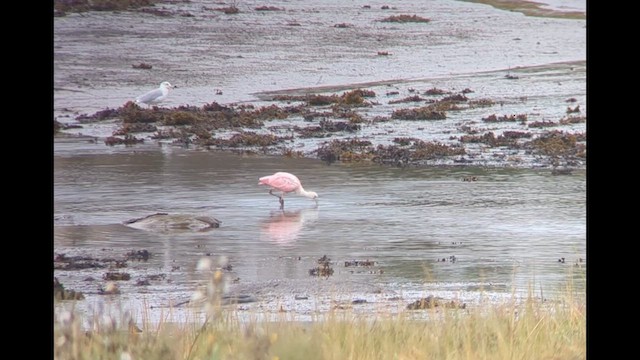 Roseate Spoonbill - ML608903123