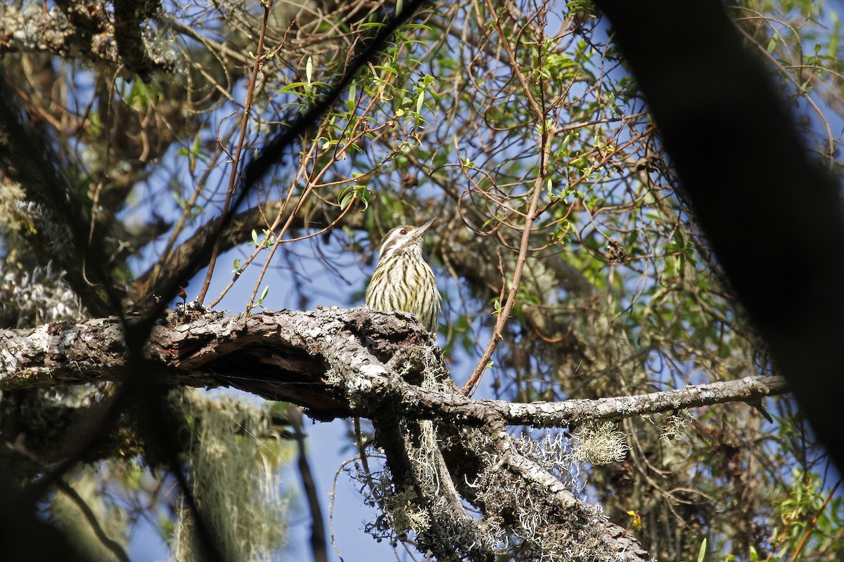 Abyssinian Woodpecker - ML608903136