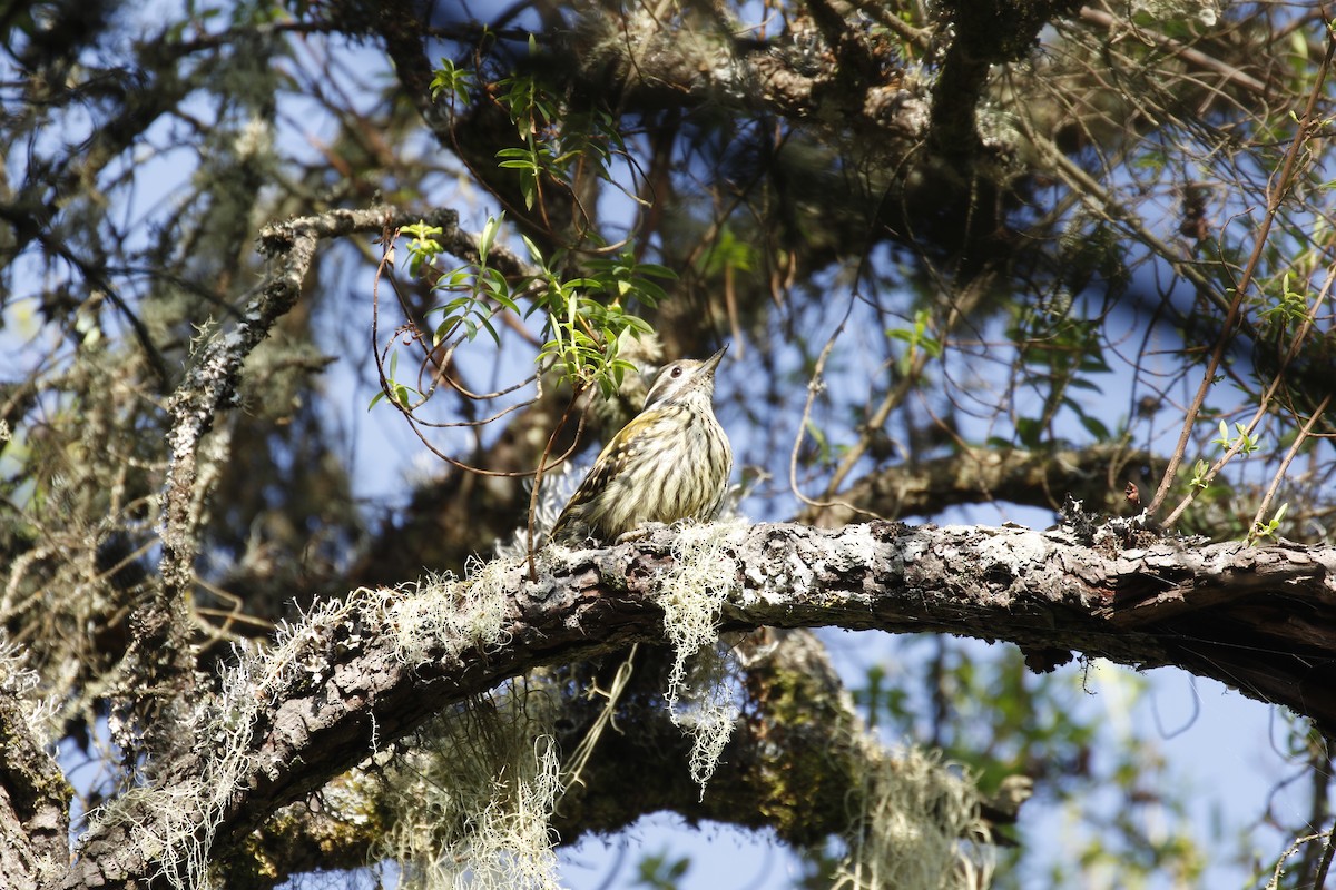 Abyssinian Woodpecker - ML608903141