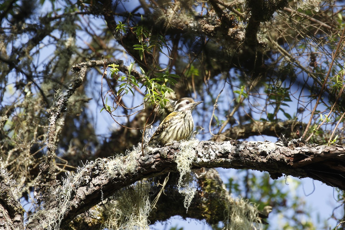 Abyssinian Woodpecker - ML608903142