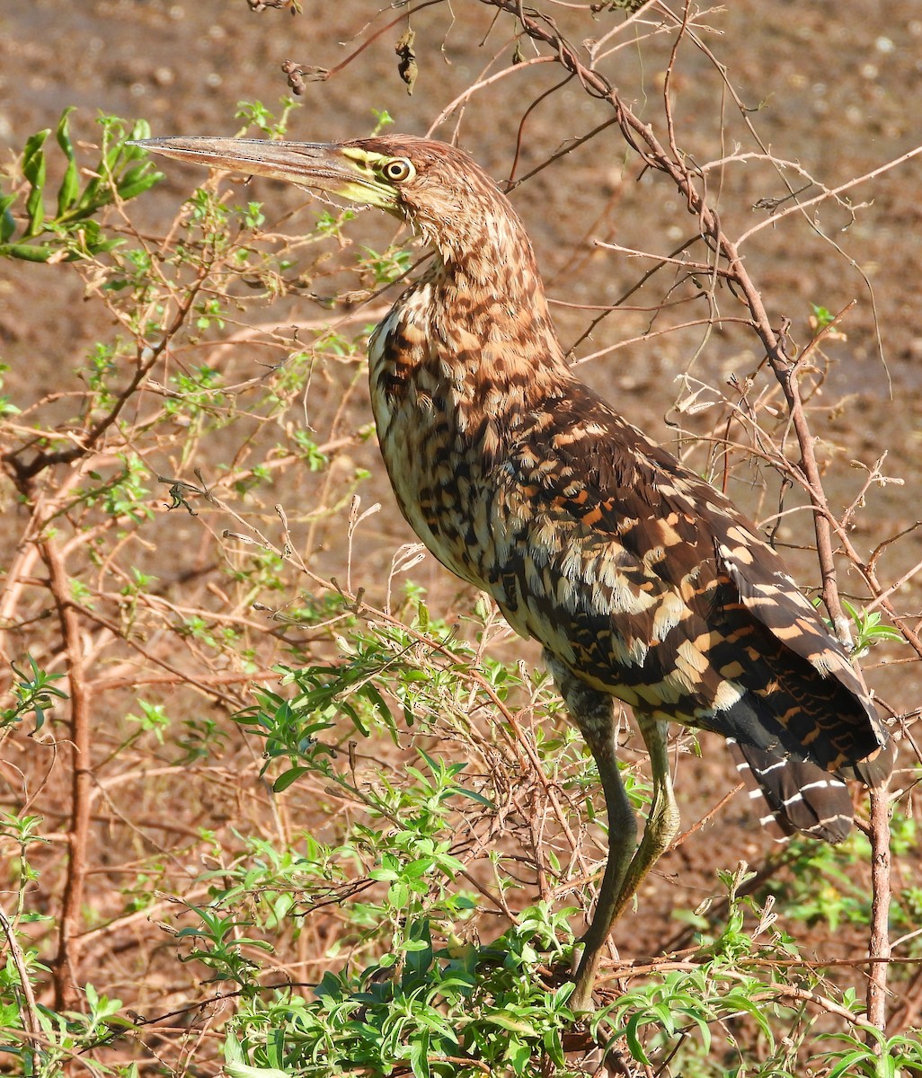 Rufescent Tiger-Heron - ML608903219
