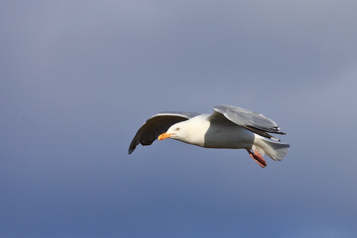 Herring Gull - Sam de Beer