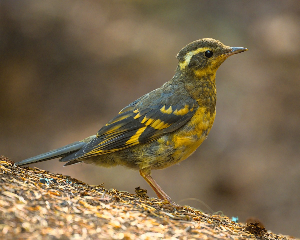 Varied Thrush - ML608903321