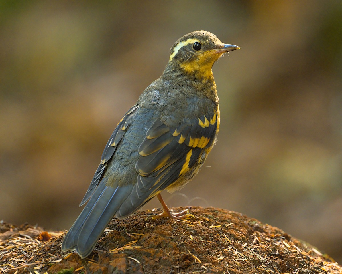 Varied Thrush - Bartholomew Birdee