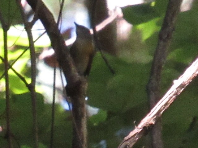 American Redstart - ML608903395