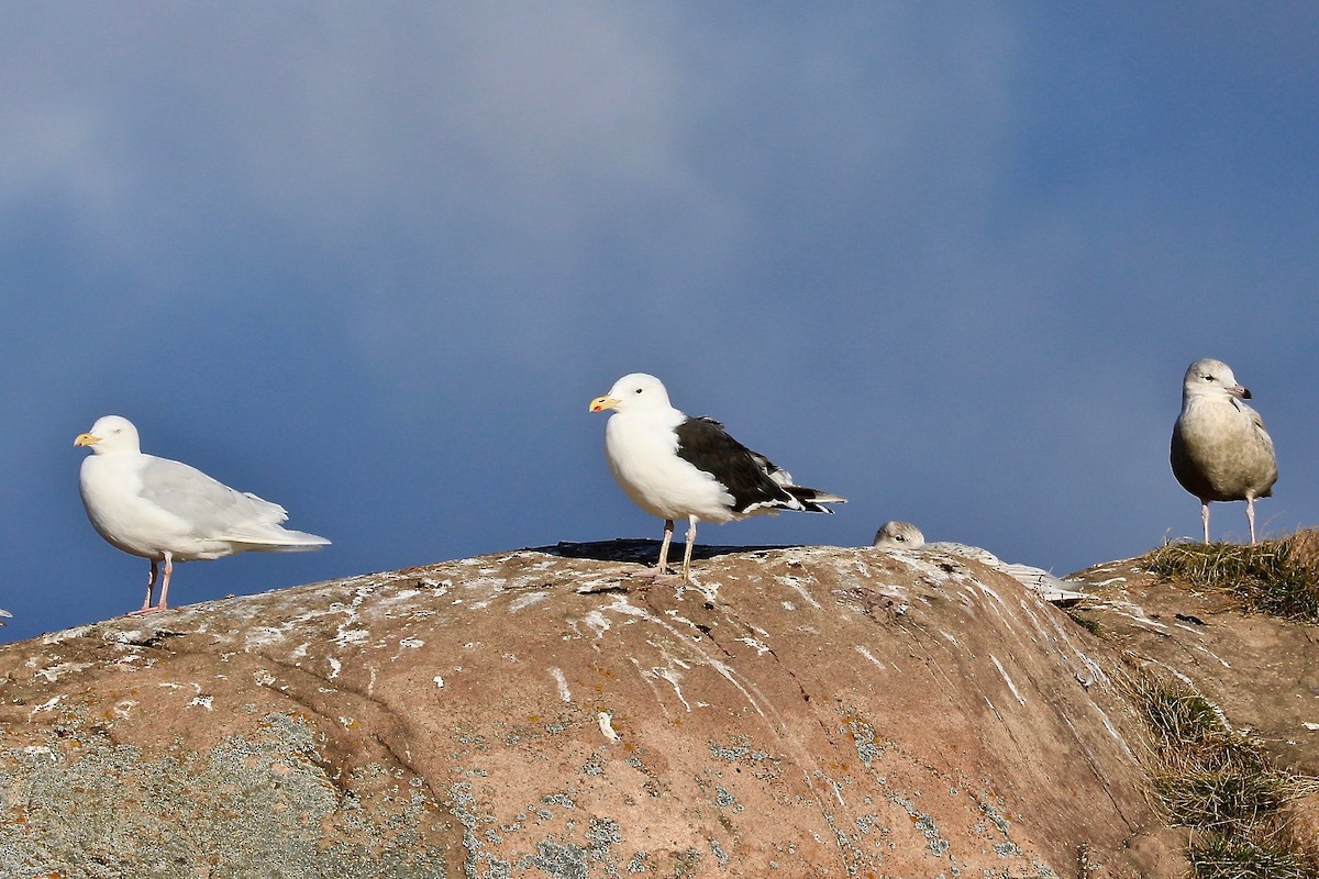 Great Black-backed Gull - ML608903398