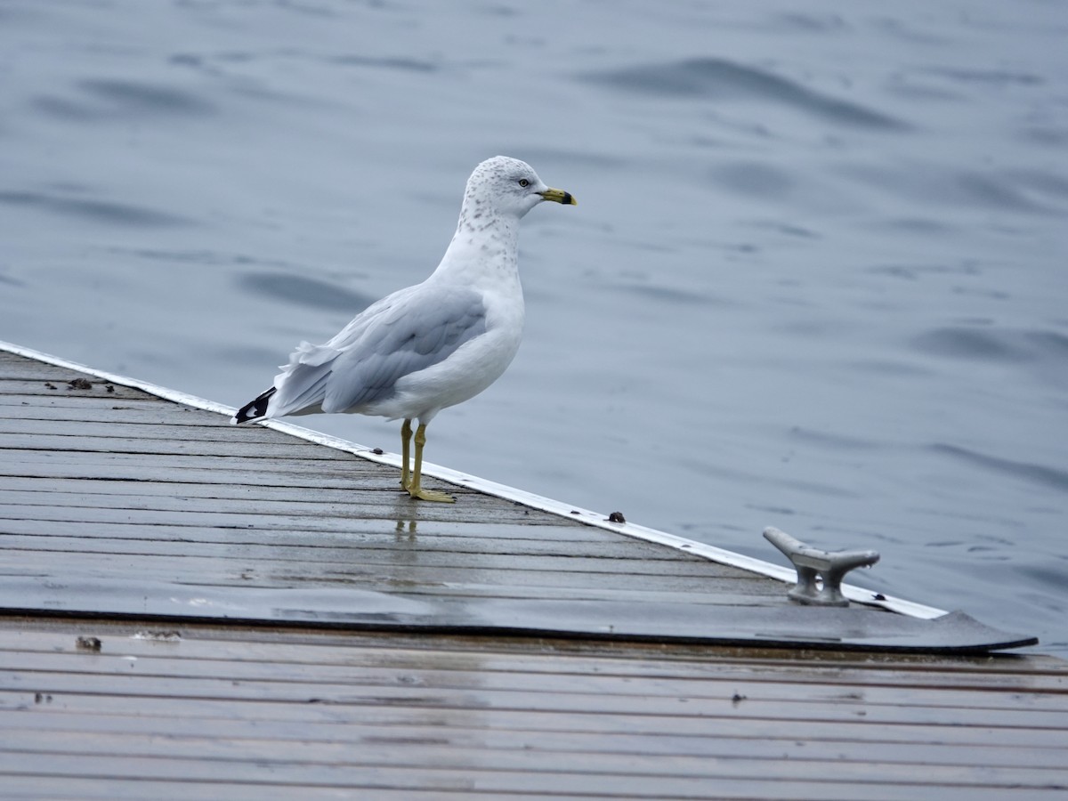 Ring-billed Gull - ML608903404