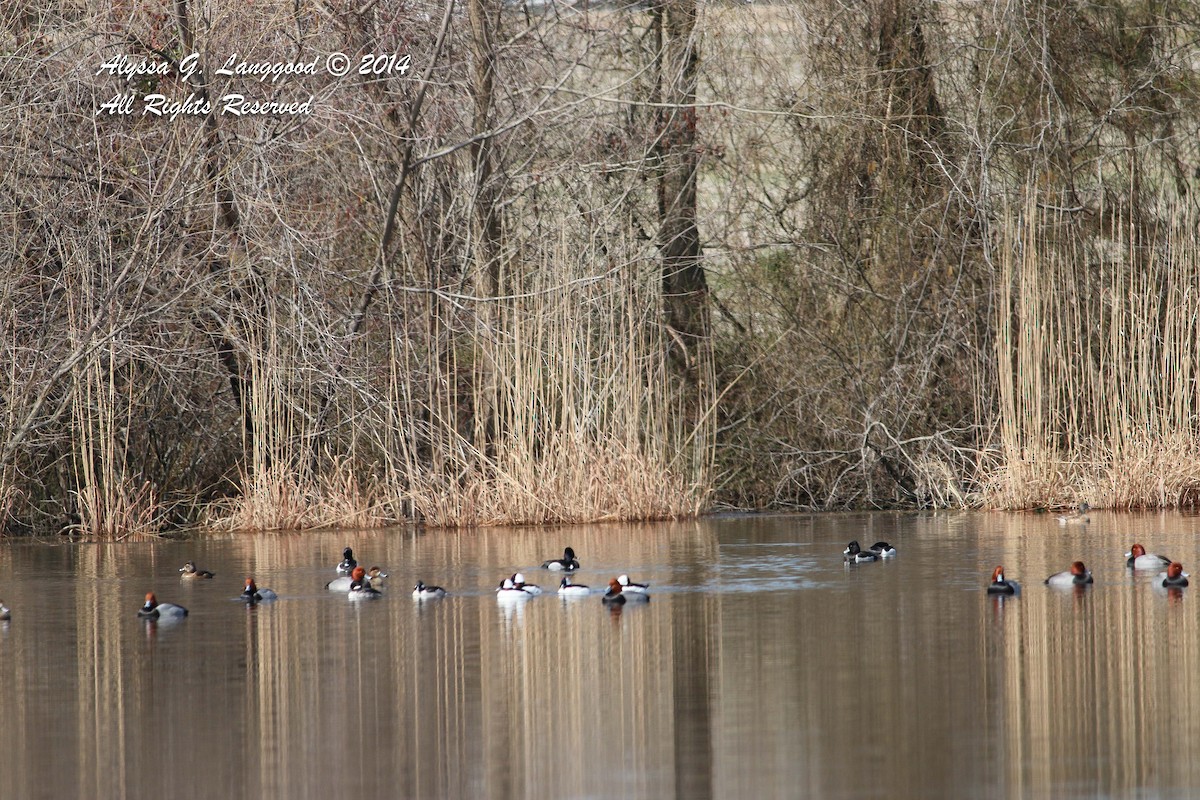 Bufflehead - ML60890341