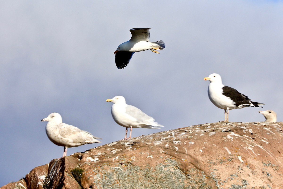 Great Black-backed Gull - ML608903415