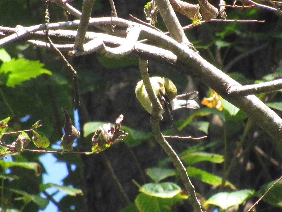 American Goldfinch - ML608903461