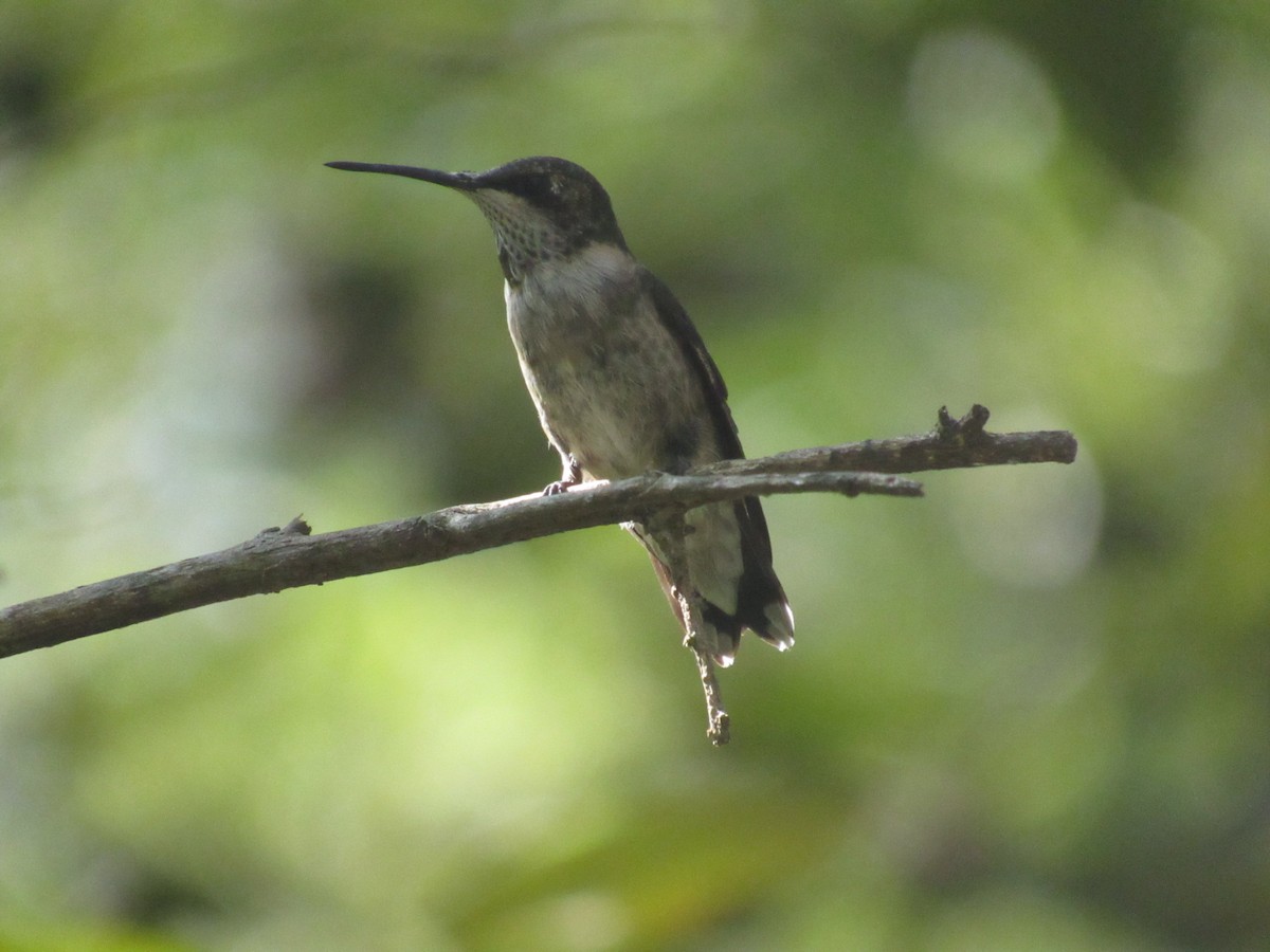 Ruby-throated Hummingbird - ML608903487