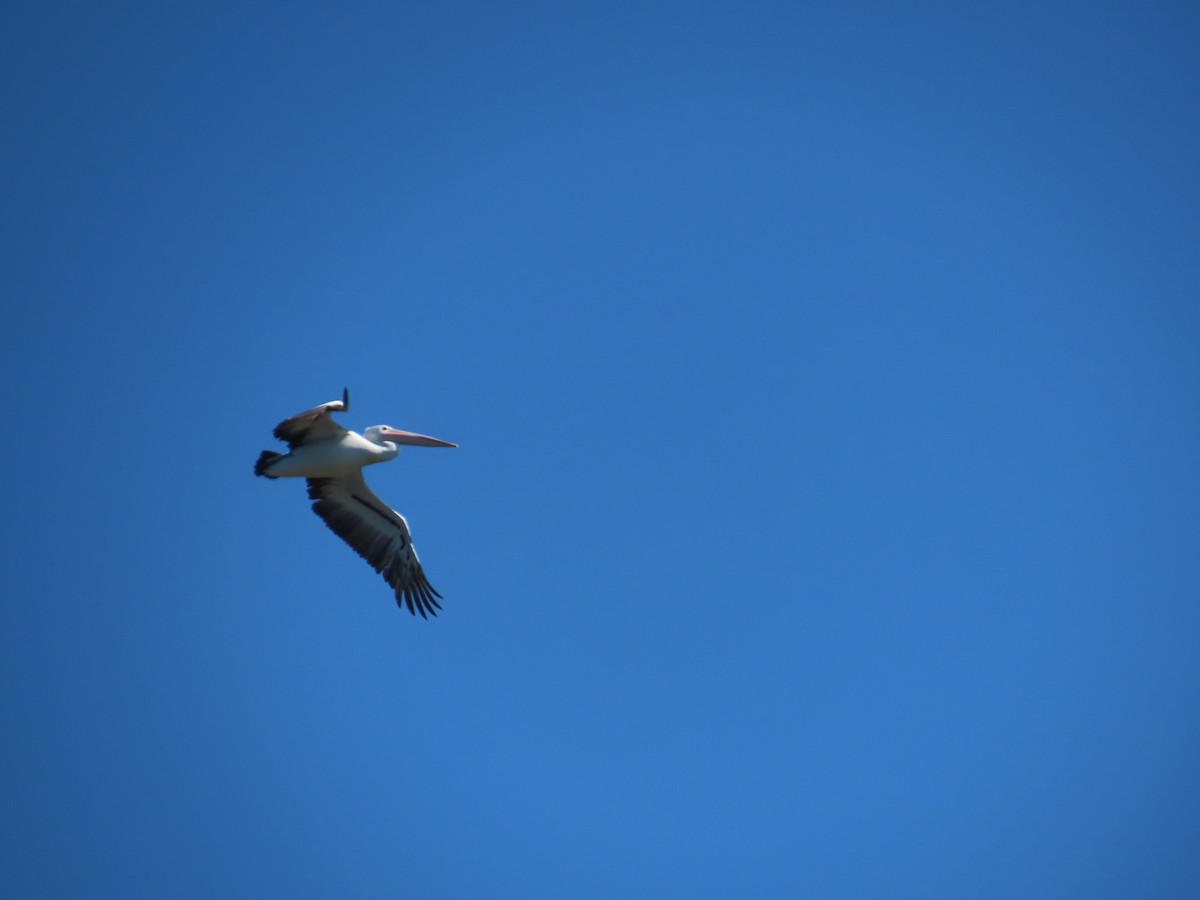 Australian Pelican - Stuart Ling