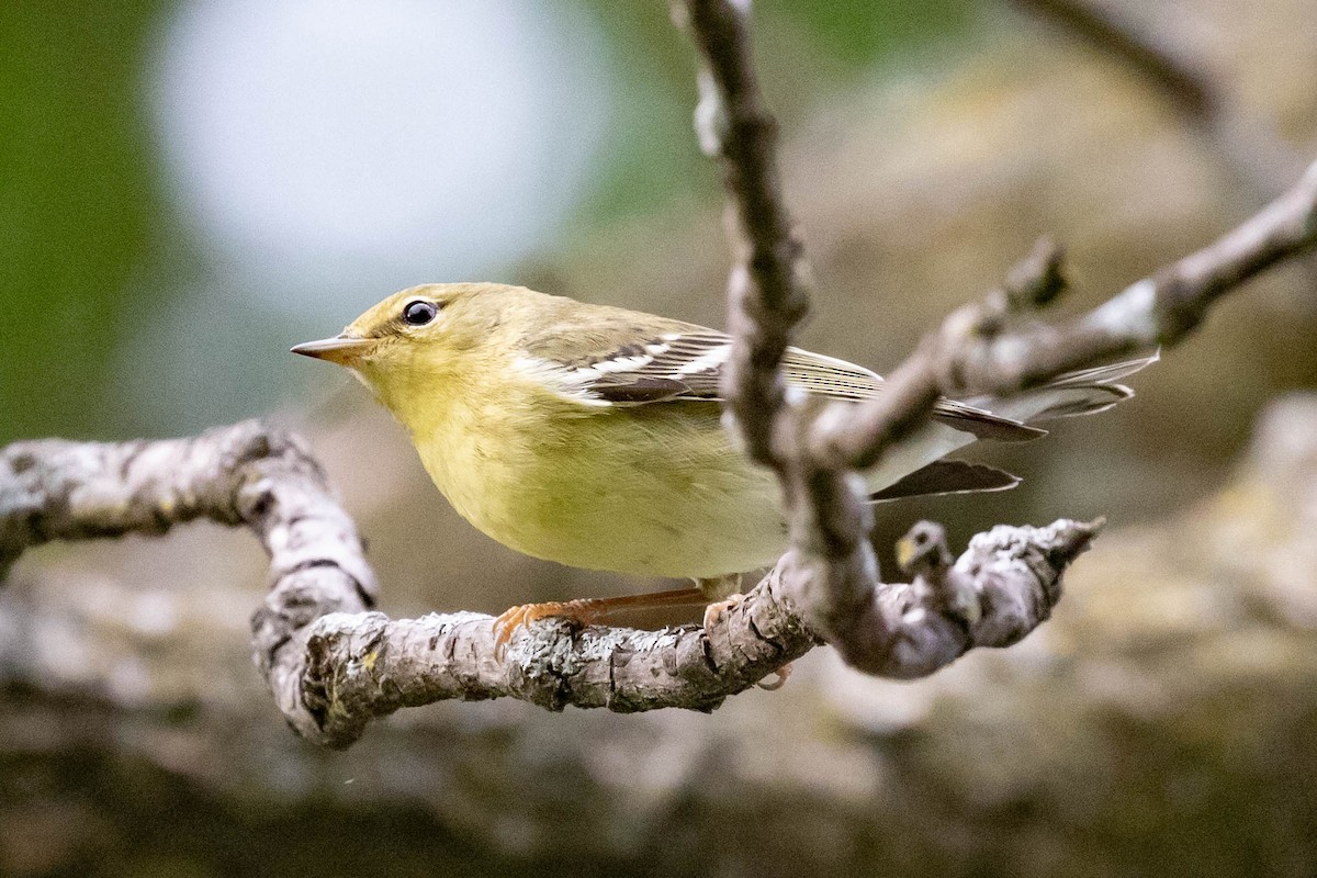 Blackpoll Warbler - ML608903523