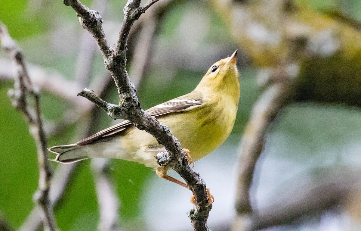 Blackpoll Warbler - ML608903525