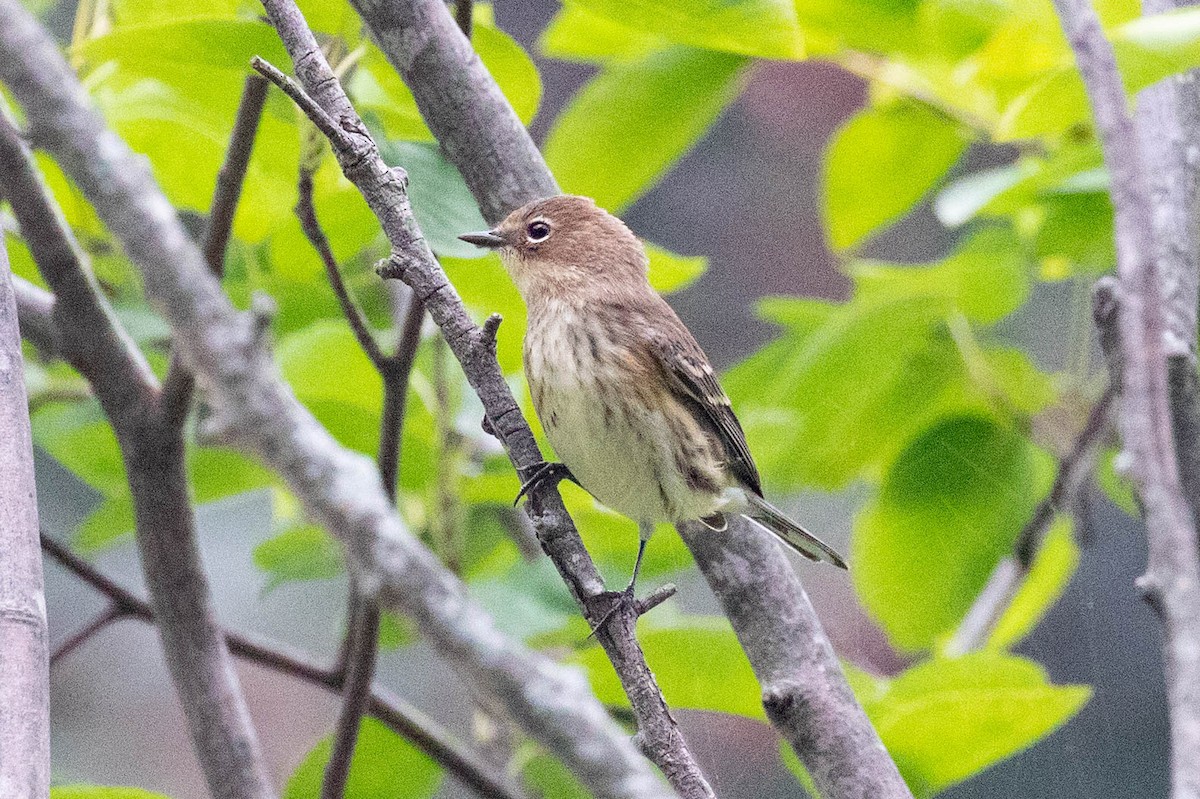 Reinita Coronada (coronata) - ML608903530