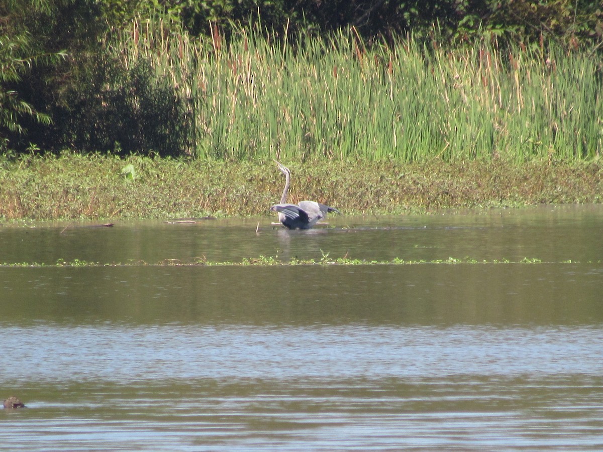 Great Blue Heron - ML608903537