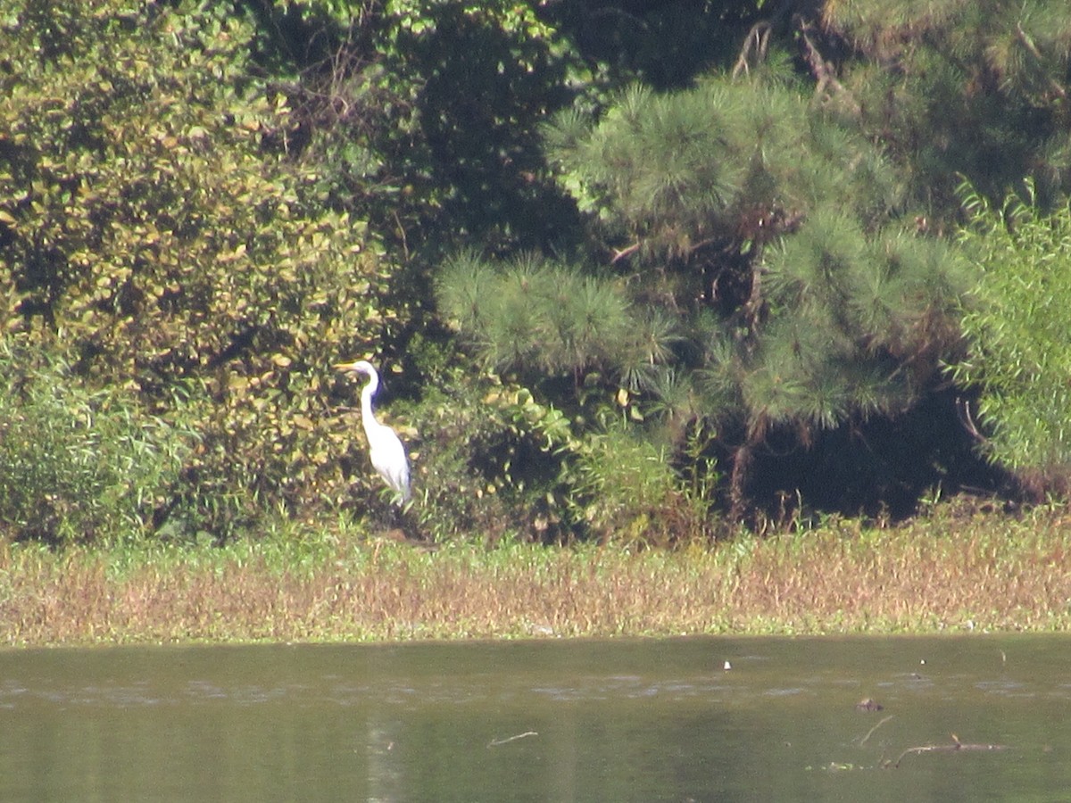Great Egret - ML608903539