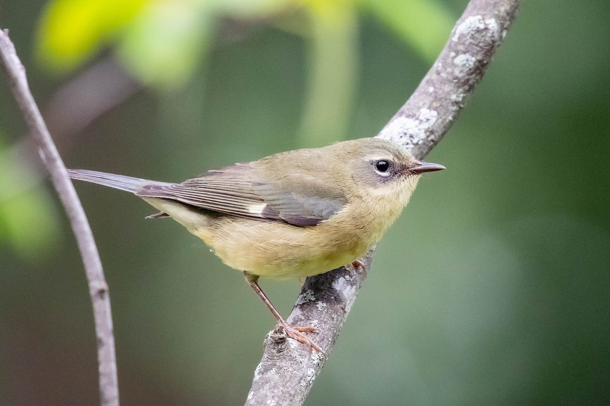 Black-throated Blue Warbler - ML608903632