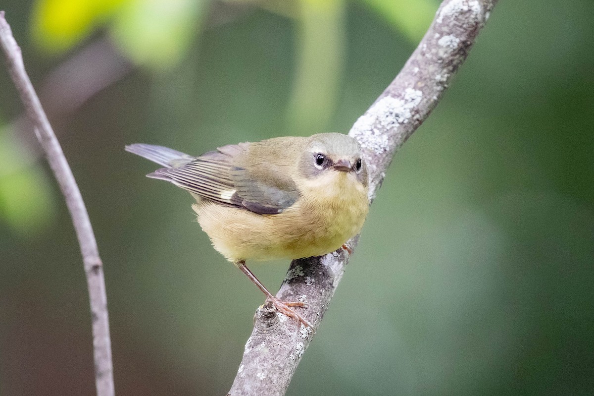 Black-throated Blue Warbler - ML608903633