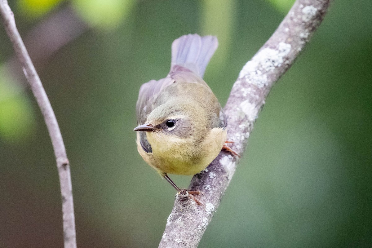 Black-throated Blue Warbler - ML608903635