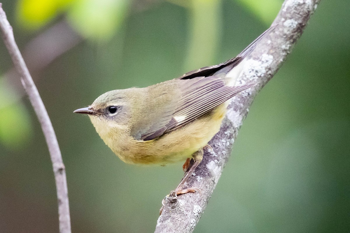 Black-throated Blue Warbler - ML608903636