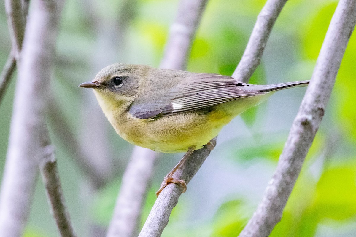 Black-throated Blue Warbler - ML608903637