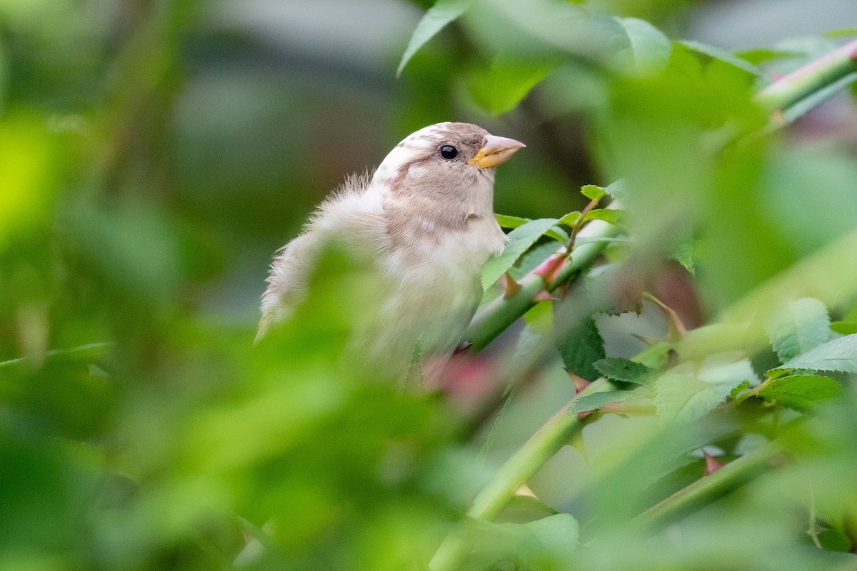 Moineau domestique - ML608903666