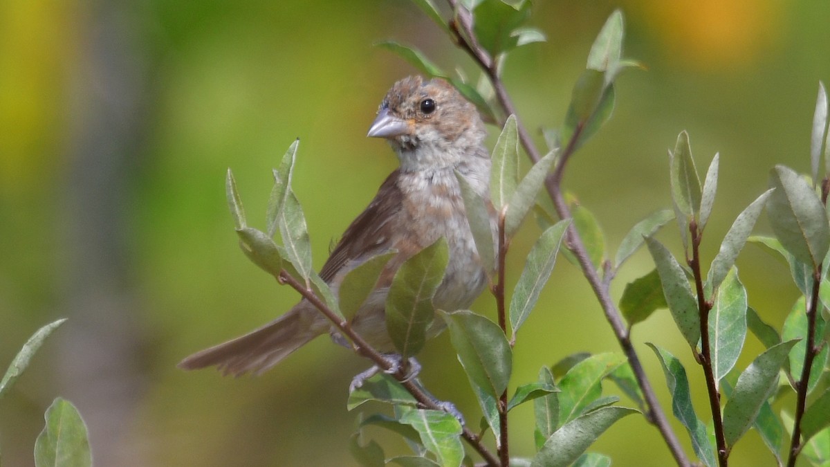 Indigo Bunting - ML608903695