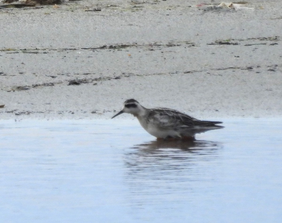 Red-necked Phalarope - ML608903743