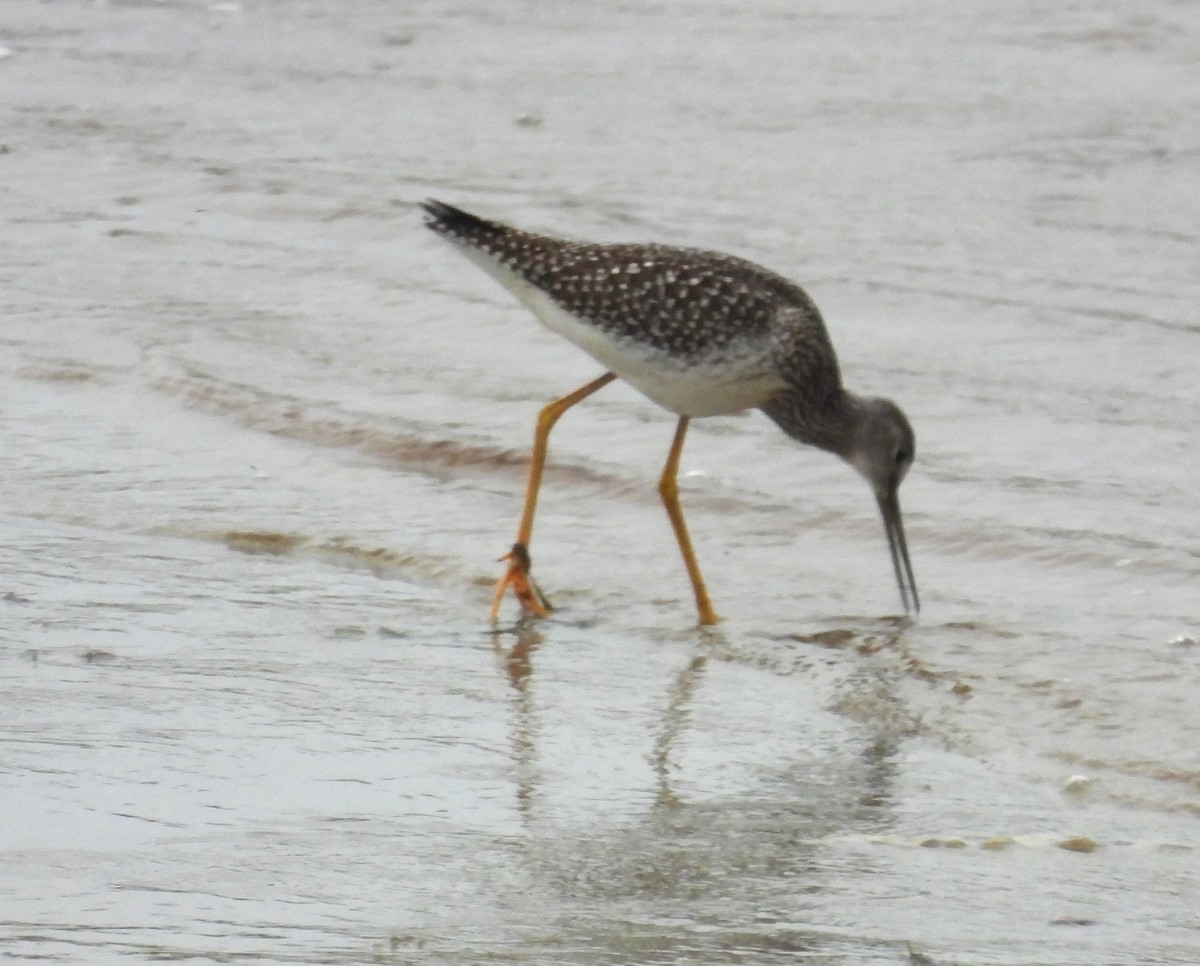 Greater Yellowlegs - Paolo Matteucci