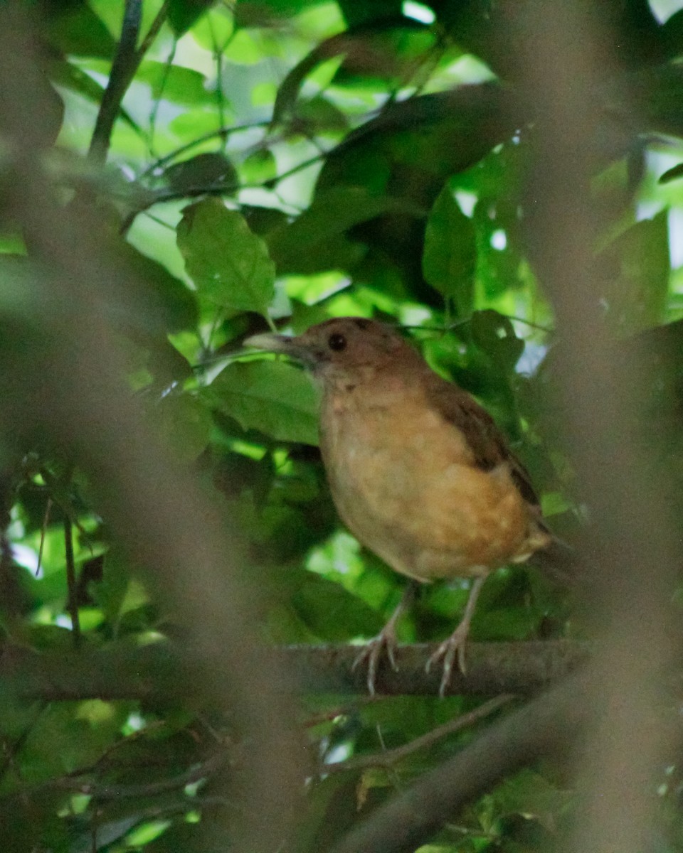 Clay-colored Thrush - ML608903806