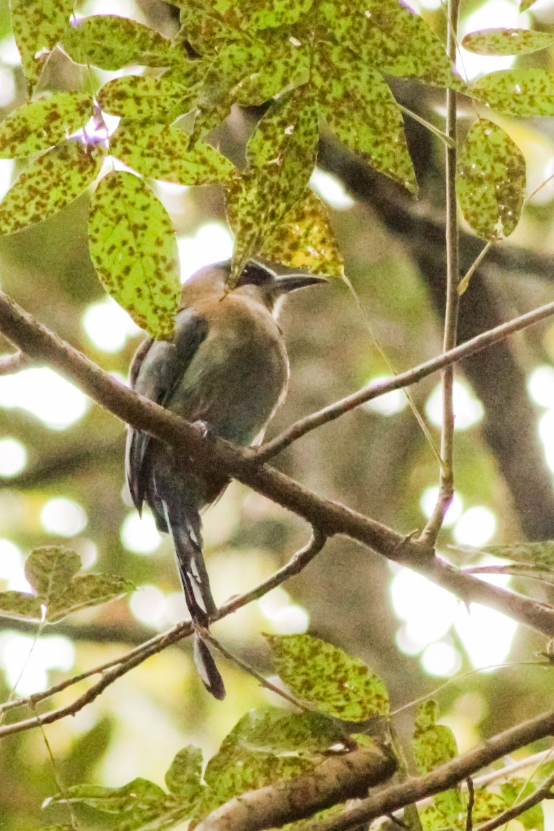 Blue-capped Motmot - ML608903814