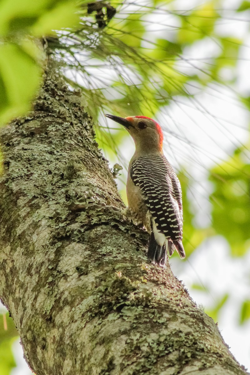 Golden-fronted Woodpecker - ML608903827