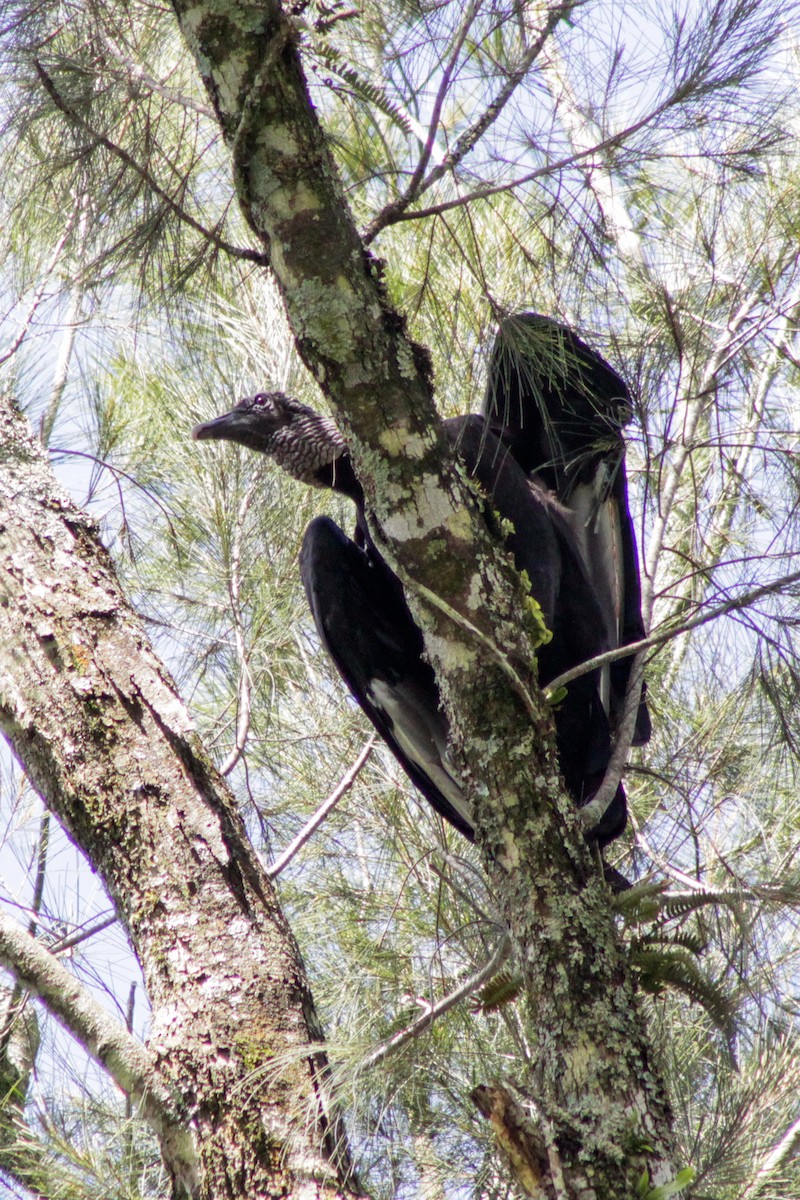 Black Vulture - ML608903838