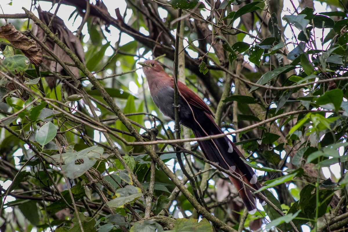 Squirrel Cuckoo - ML608903911