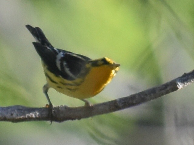 Blackburnian Warbler - ML608904061