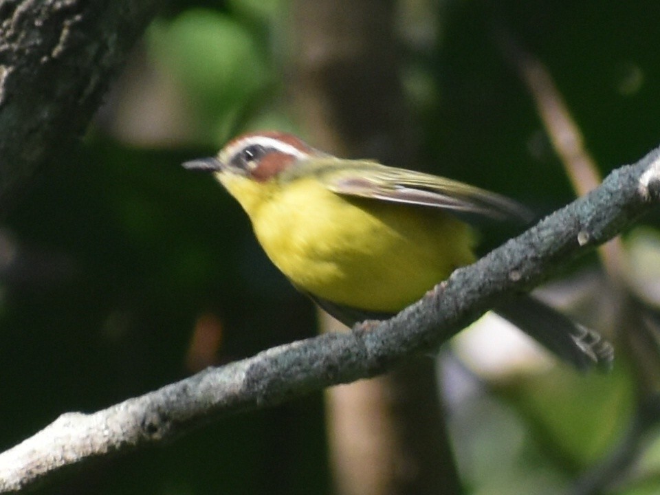 Chestnut-capped Warbler - ML608904075