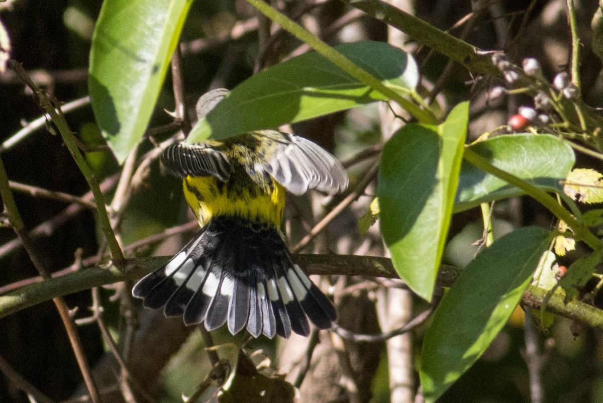 Magnolia Warbler - ML608904131