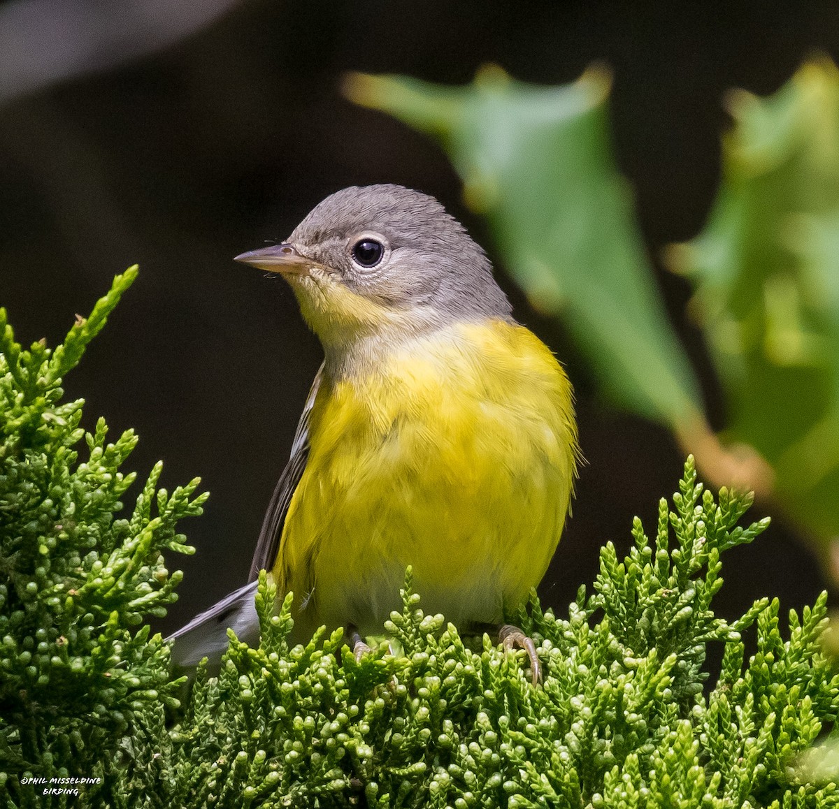 Magnolia Warbler - ML608904136