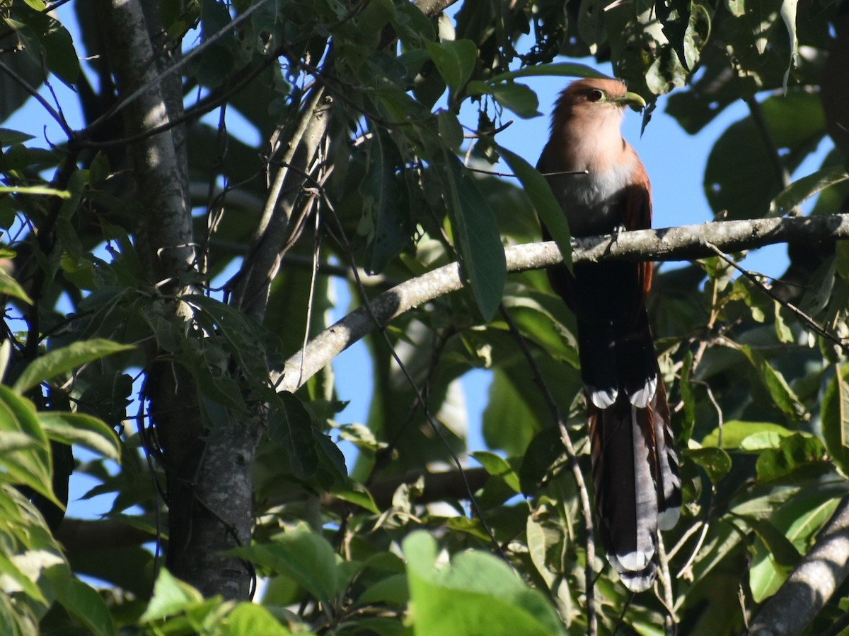 Squirrel Cuckoo - Senia Benitez