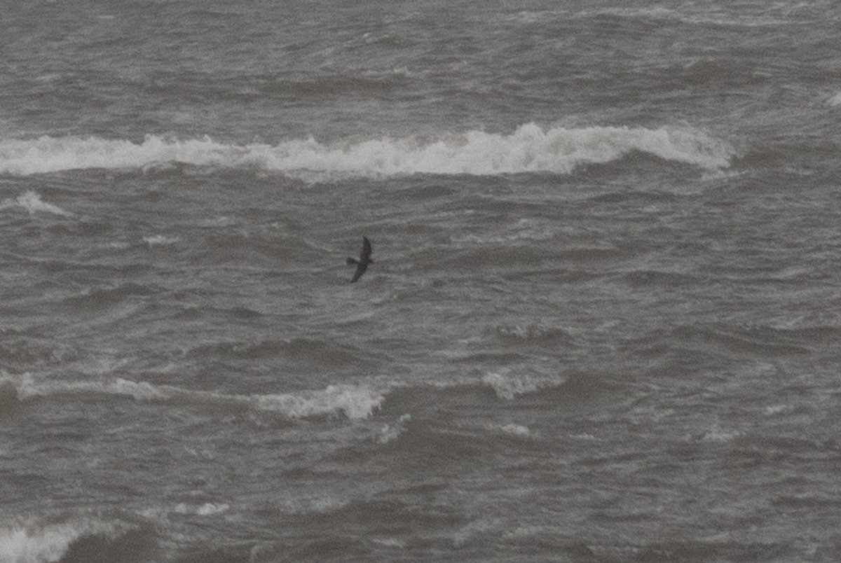 storm-petrel sp. - ML608904215