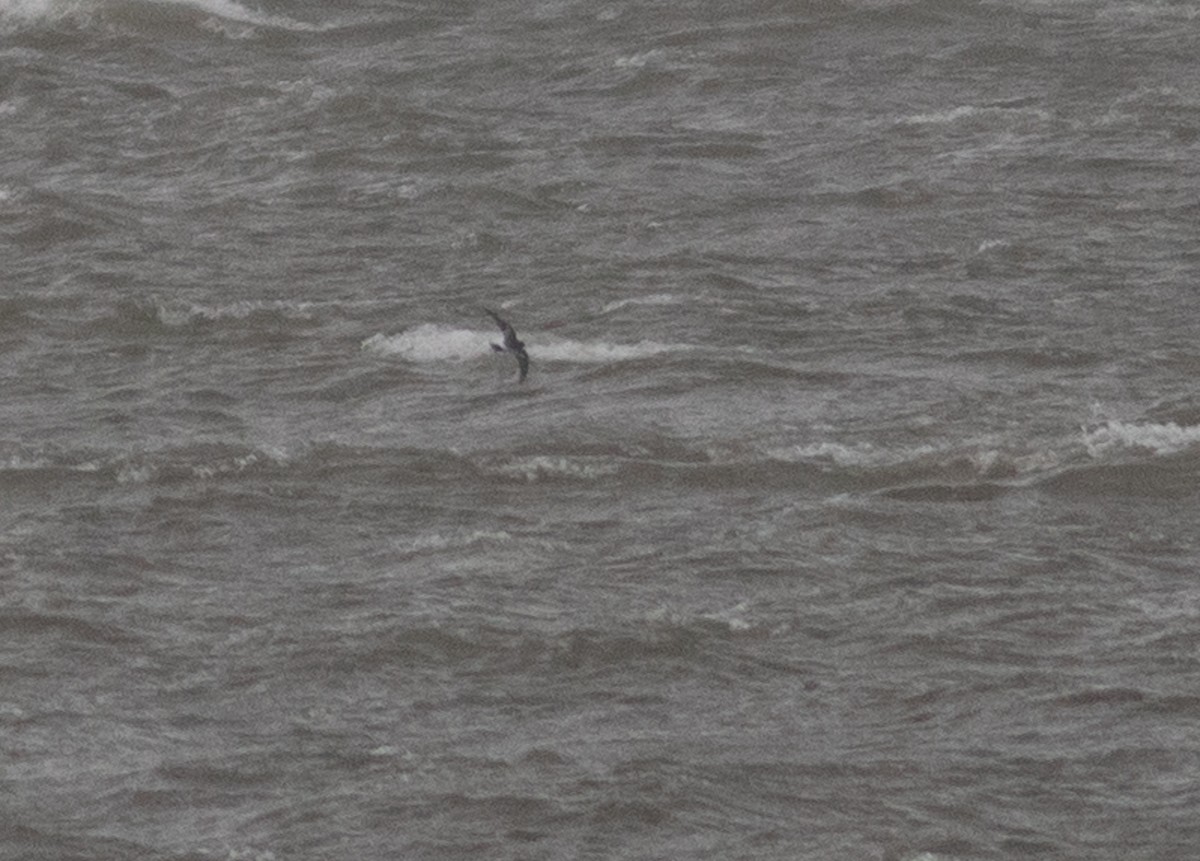 storm-petrel sp. - benny albro