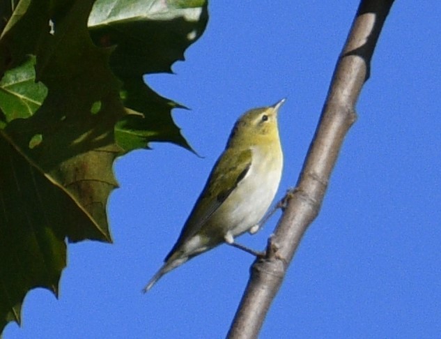 møllparula - ML608904295