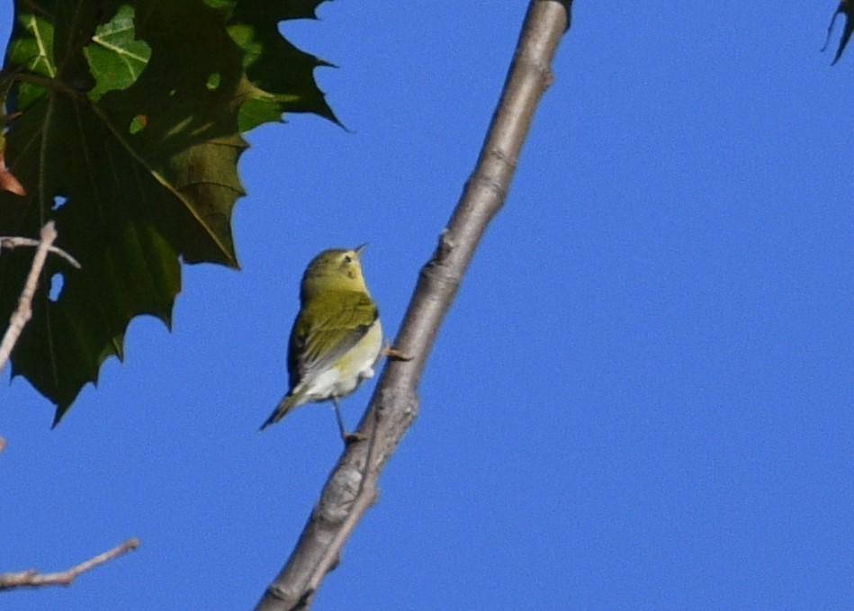 møllparula - ML608904296