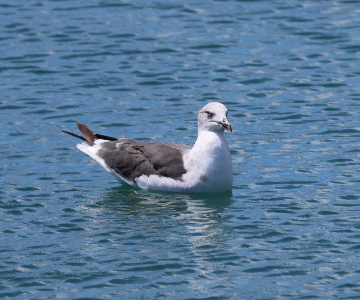 Yellow-legged Gull (atlantis) - Paul Castle