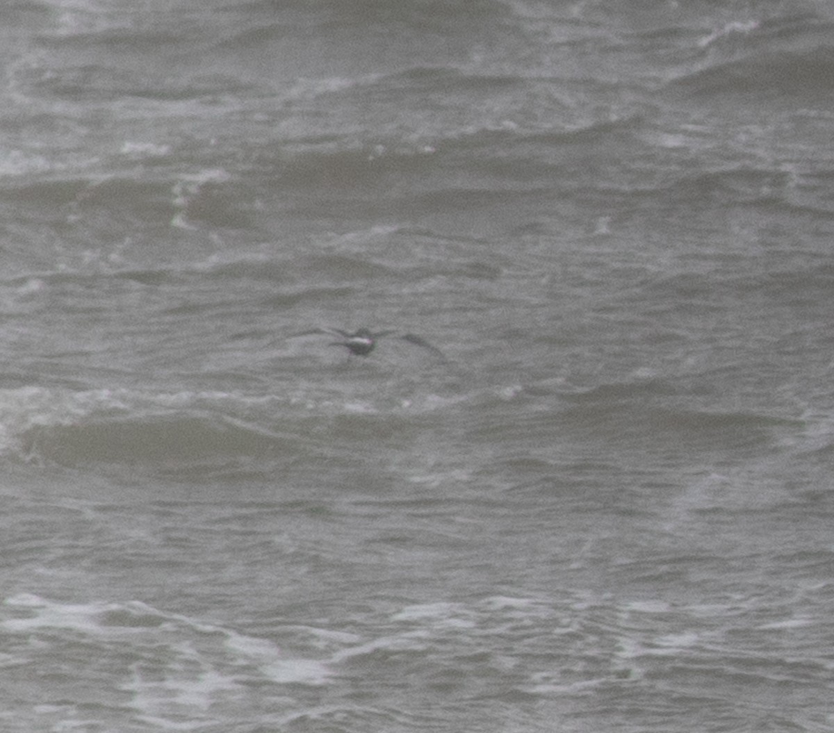 storm-petrel sp. - benny albro